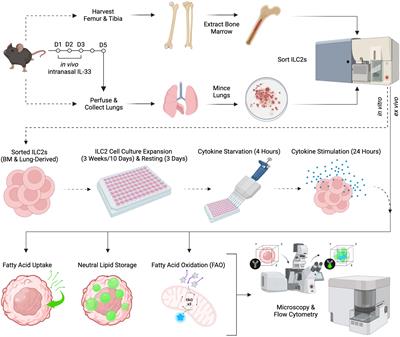 Analysis of lipid uptake, storage, and fatty acid oxidation by group 2 innate lymphoid cells